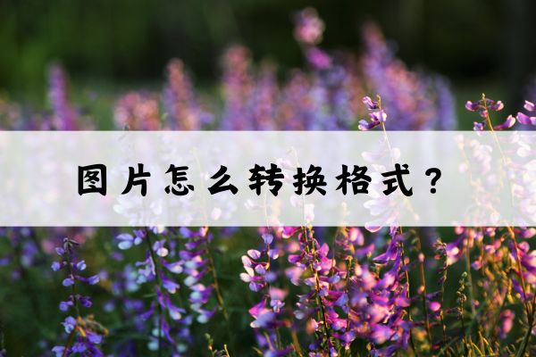 图片怎么转换格式?快来试试这两个方法